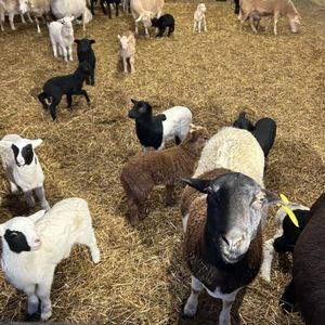 Meet your Posher, Kels